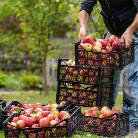 Ladite Din Plastic Pentru Fructe Si Legume-Lazi Pentru Transport